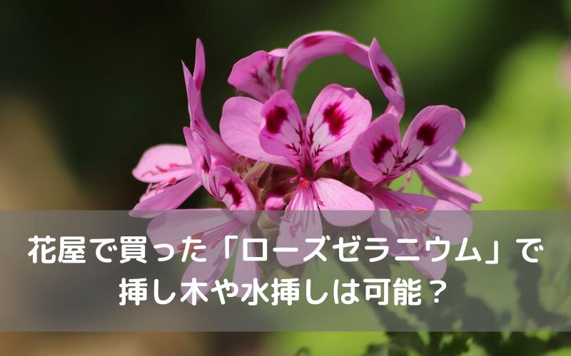 花屋で買った「ローズゼラニウム」の切り花で挿し木や水挿しは可能？